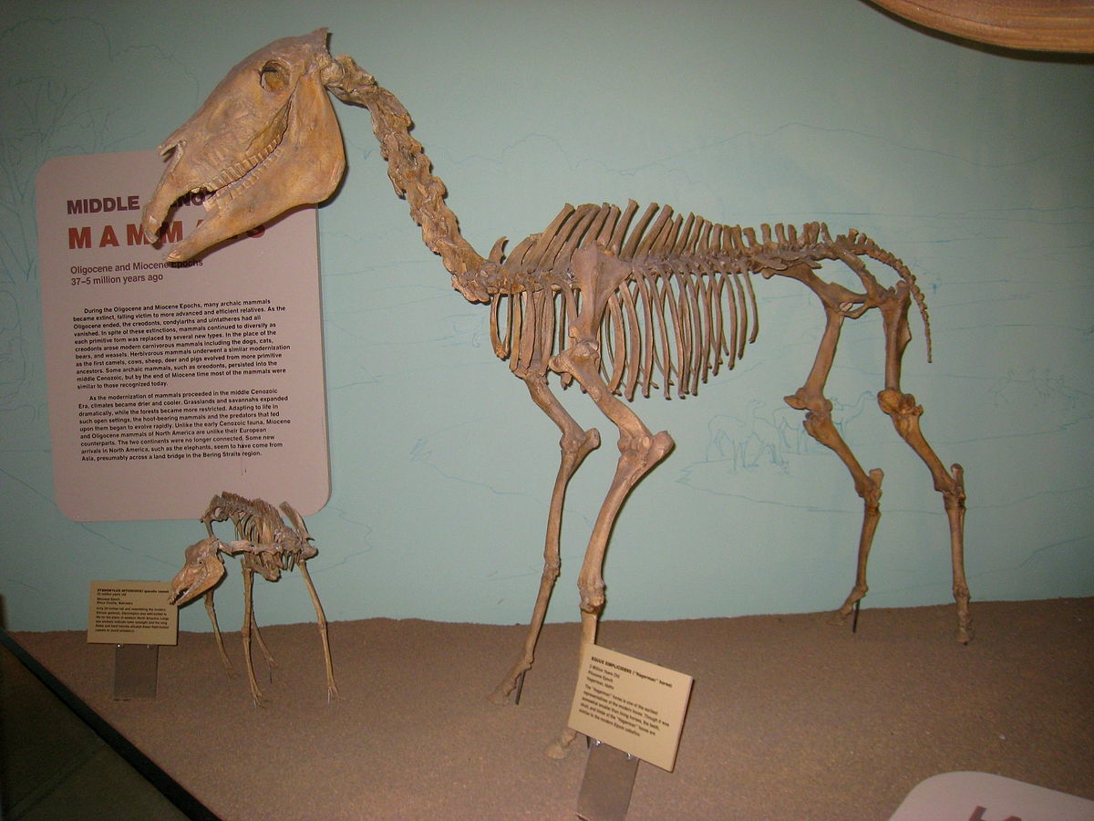 Hagerman horse fossil