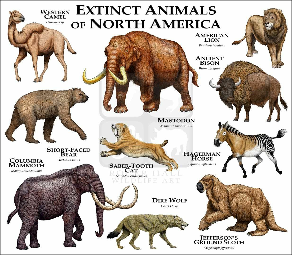Extint animals of north America