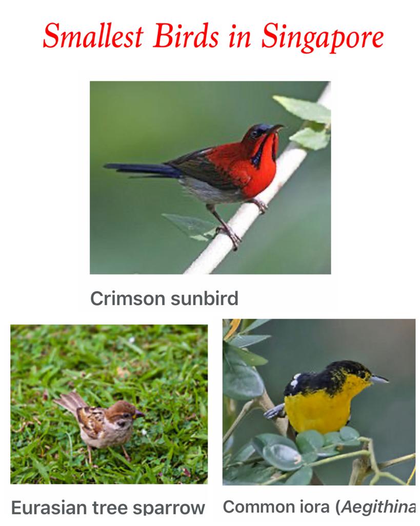 Smallest Birds that can be found in Singapore