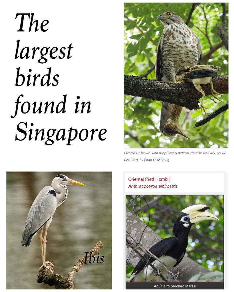 Largest birds found in Singapore