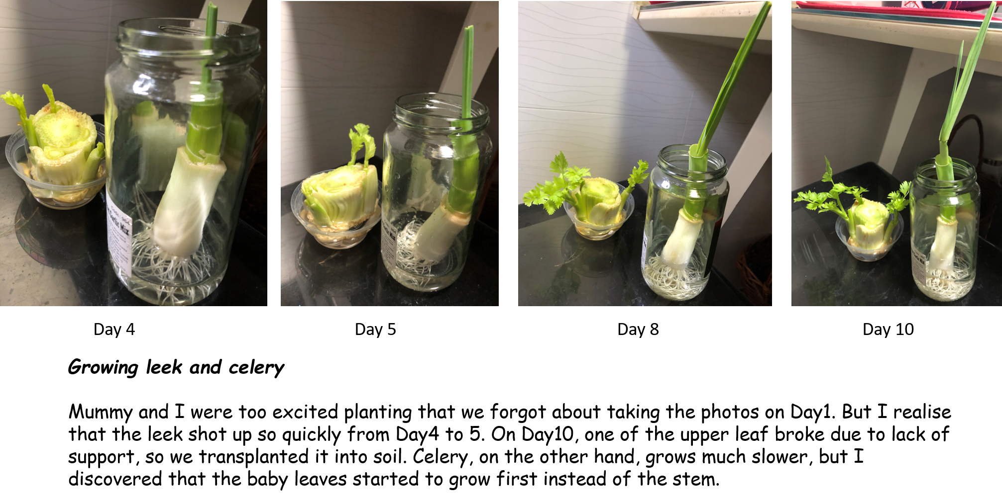I am a Young Scientist: Featured project Growing greens by Joy Chan | I ...