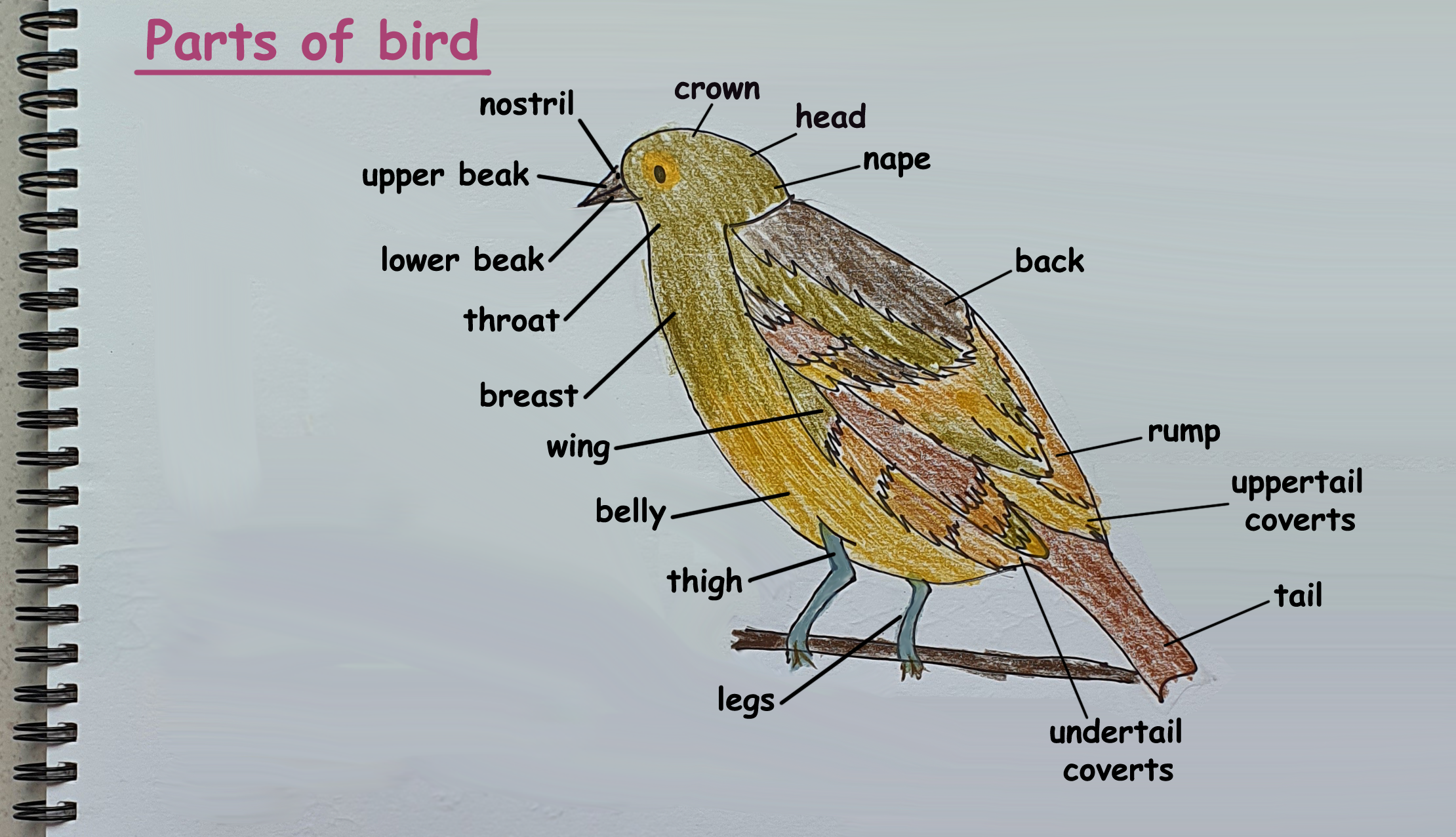 I am a Young Scientist: Featured project - parts of a bird by Lovelle ...