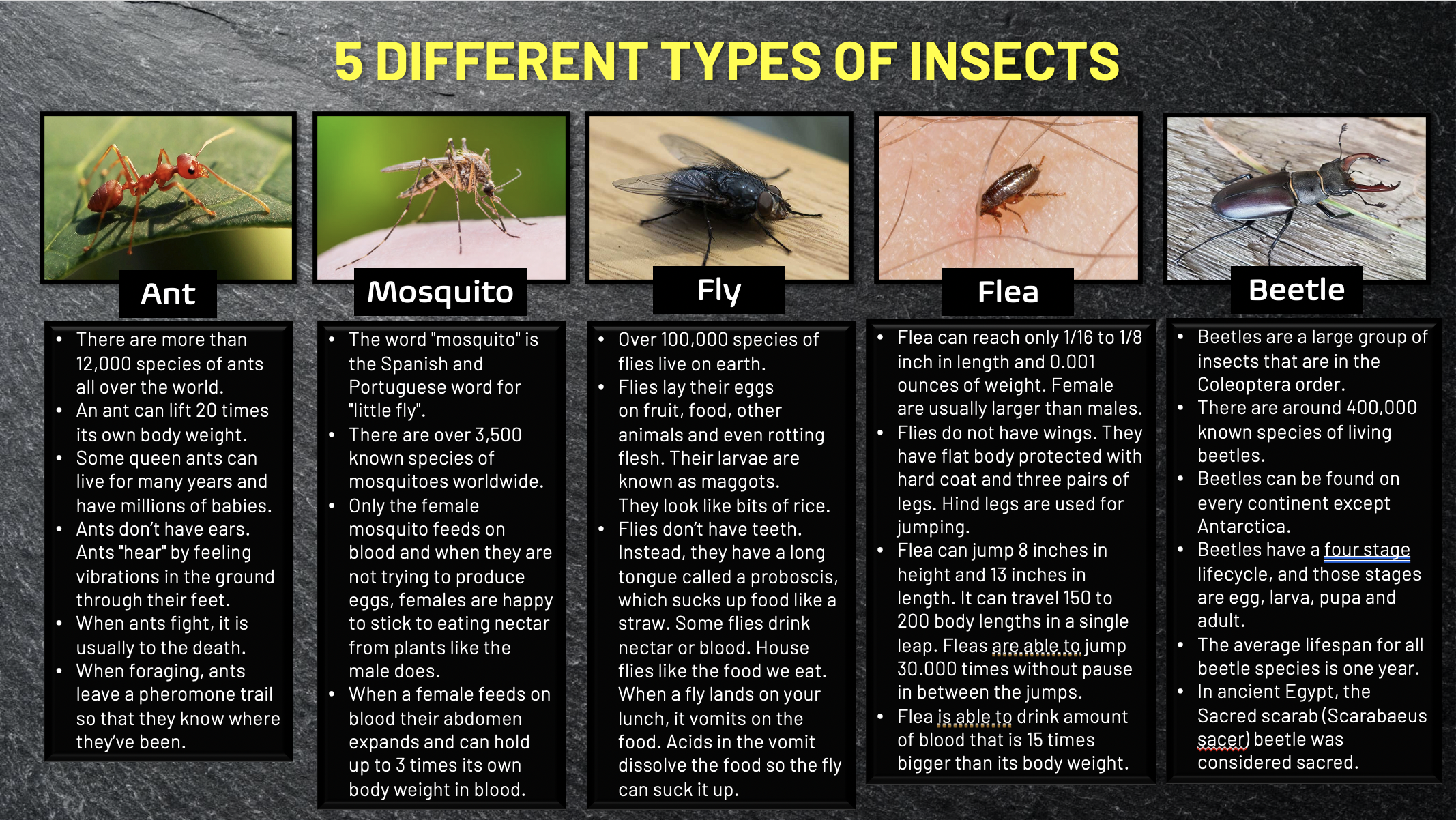 I am a Young Scientist: Featured project - types of insects by ROJAS ...