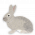 A Cute Bunny