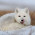 Arctic fox